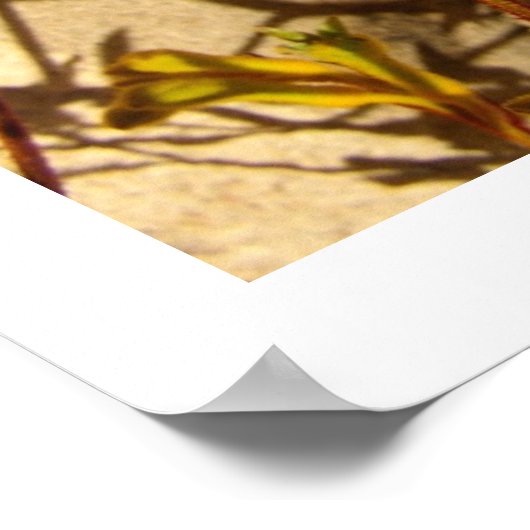 Poster Kangaroo Paw (Coin)