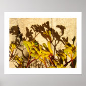 Poster Kangaroo Paw (Devant)