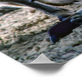 Poster Kangourou bébé dans la poche de la mère - Australi (Coin)