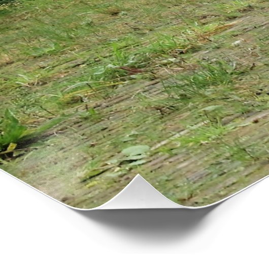 Poster Kanon, (Coin)