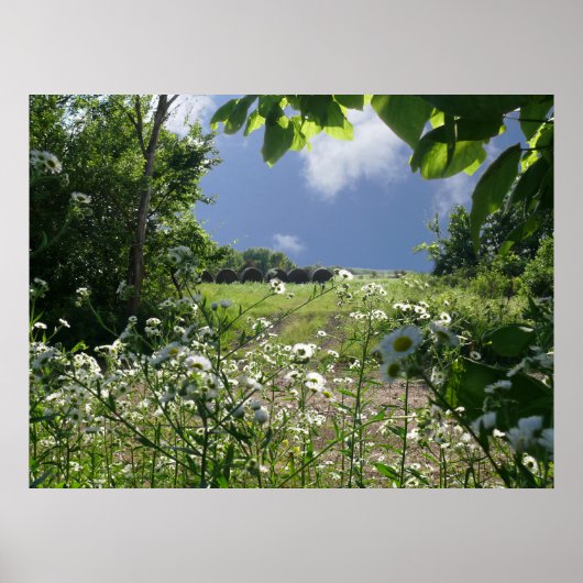 Poster Kansas Meadows et Fleurs sauvages (Devant)