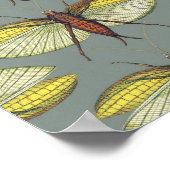 Poster Katydid (Coin)