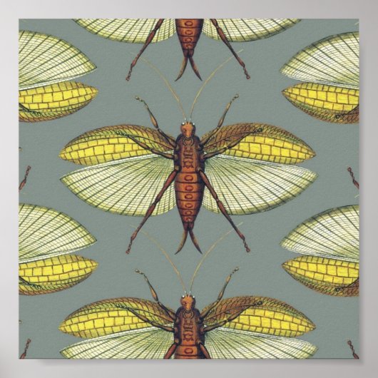 Poster Katydid (Devant)