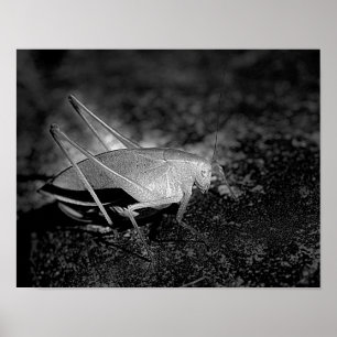 Poster Katydid Dans Les Insectes Noir Et Blanc