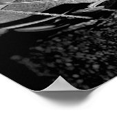 Poster Katydid Grasshopper En Insecte Noire Et Blanche (Coin)