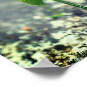Poster Katydid Grasshopper Insect Close (Coin)
