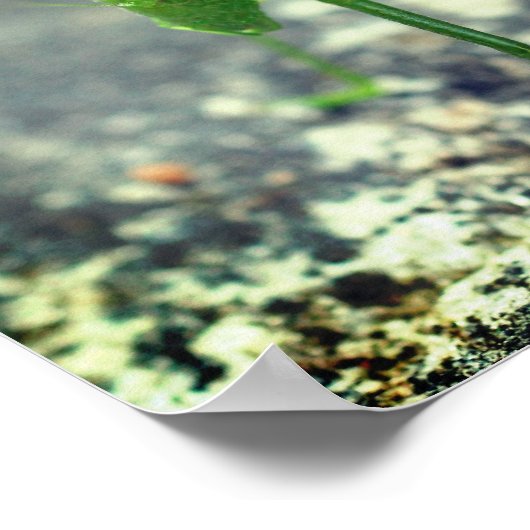 Poster Katydid Grasshopper Insect Close (Coin)