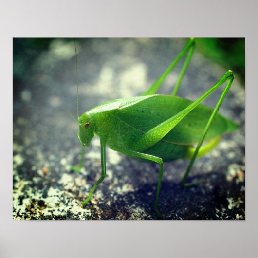 Poster Katydid Grasshopper Insect Close (Devant)