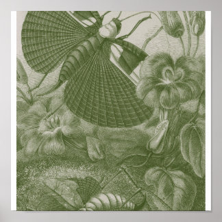 Poster Katydids
