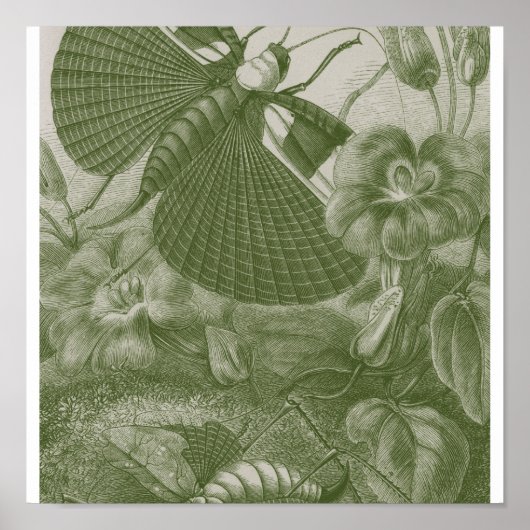 Poster Katydids (Devant)