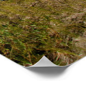 Poster Kayaks au repos (Coin)