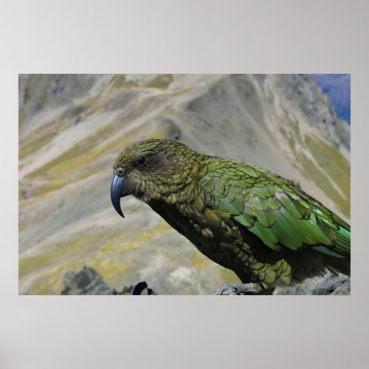 Poster Kea (Devant)