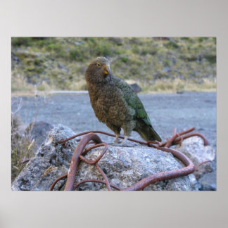 Poster Kea