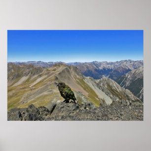 Poster Kea dans Arthur's Pass
