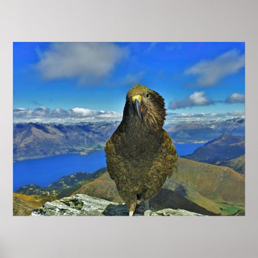Poster Kea de Ben Lomond (Devant)