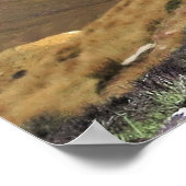 Poster Kea endormi (Coin)