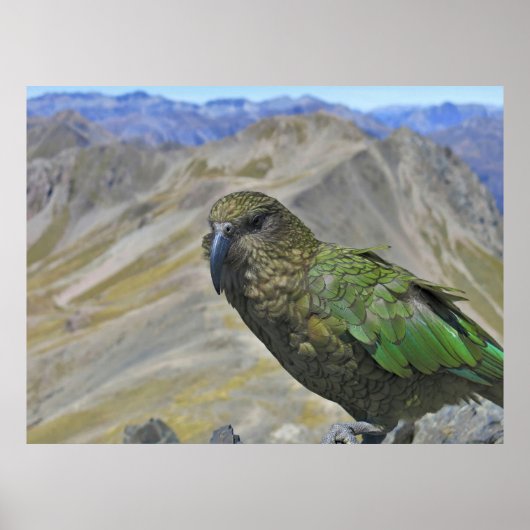 Poster Kea sur le pic d'avalanche (Devant)
