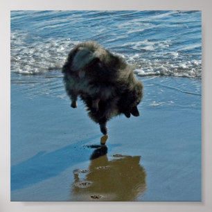 Poster Keeshond Ballet Photographie - Joli chien d'origin