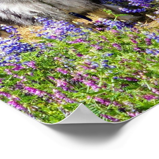 Poster Keeshond dans la fleur de lupine (Coin)