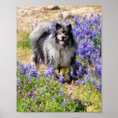 Poster Keeshond dans la fleur de lupine (Devant)