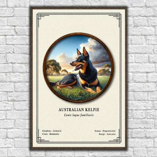 Poster Kelpie australien  Série de zoologie