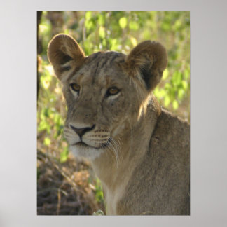 Poster KENYA Lioness Sur La Garde