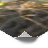 Poster KENYA Lionne de garde (Coin)