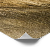 Poster Kenya, Masaï Mara. Gros plan d'un lion mâle (Coin)