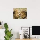 Poster Kenya, Masaï Mara. Gros plan d'un lion mâle (Bureau à domicile)