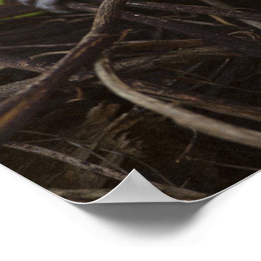 Poster Kenya, Samburu Game Reserve. Vervet Monkey (Coin)