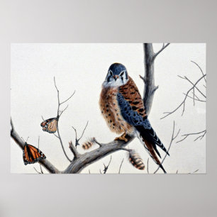 Poster Kestrel