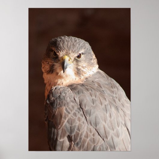 Poster Kestrel (Devant)