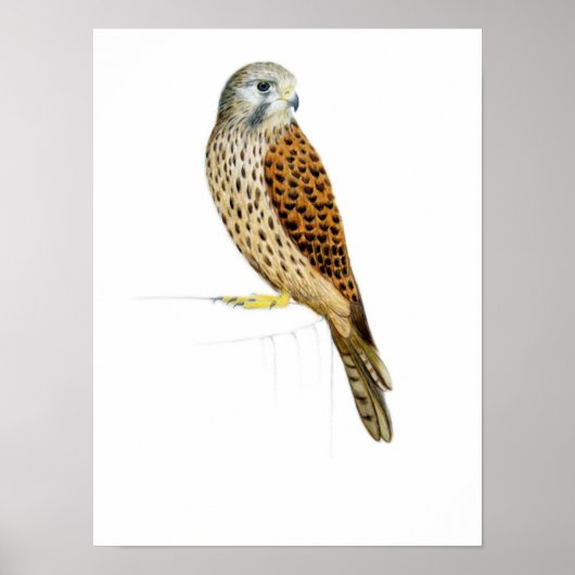 Poster Kestrel 2011 (Devant)