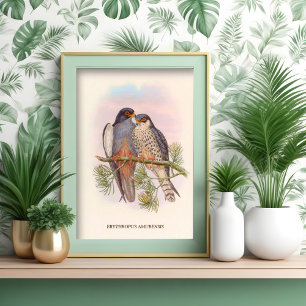 Poster Kestrel à ailes blanches