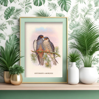 Poster Kestrel à ailes blanches