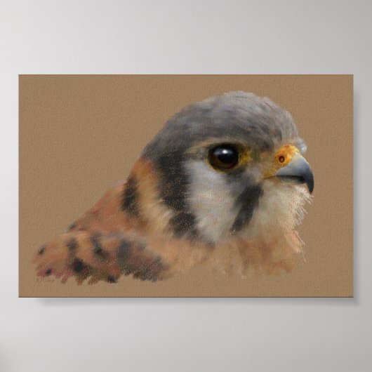 Poster Kestrel américain (Devant)