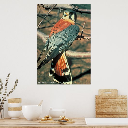 Poster Kestrel américain (Cuisine)