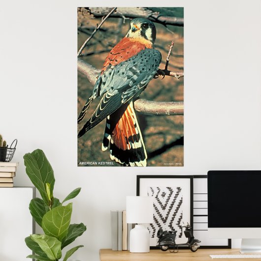 Poster Kestrel américain (Bureau à domicile)