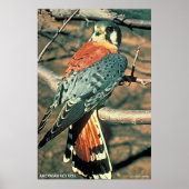 Poster Kestrel américain (Devant)