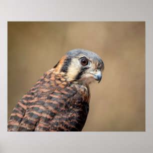 Poster Kestrel américain 20x16