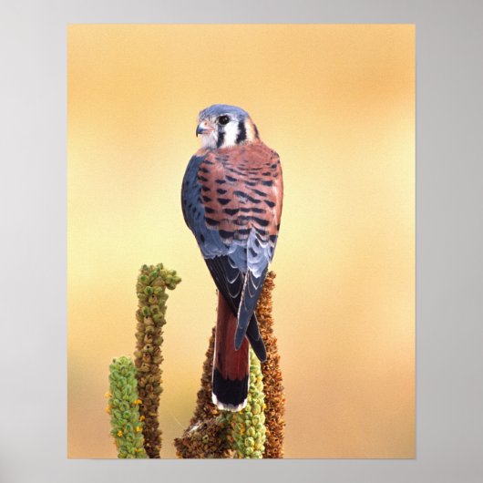 Poster Kestrel, Falco sparverius, Native de US & Canada (Devant)