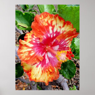 Poster Ketmie hybride hawaïenne