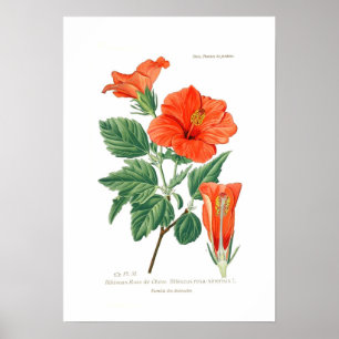 Poster Ketmie Rosa-sinensis