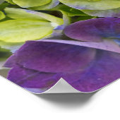 Poster Keukenhof Garden Hydrangea (Coin)