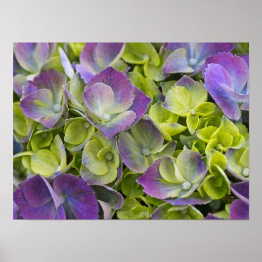 Poster Keukenhof Garden Hydrangea (Devant)