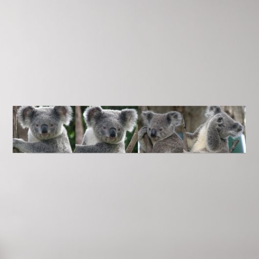 Poster keurt een Koala Australië goed (Voorkant)