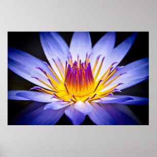 Poster Kew Gardens Nénuphar, Londres