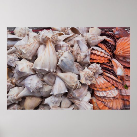 Poster Key West, coquillages (Devant)
