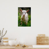 Poster Kid Goat (Cuisine)