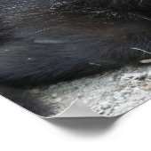 Poster Kid Goat (Coin)